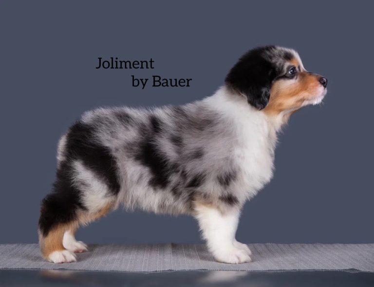 Joliment by Bauer ~ АТРЕЙ
