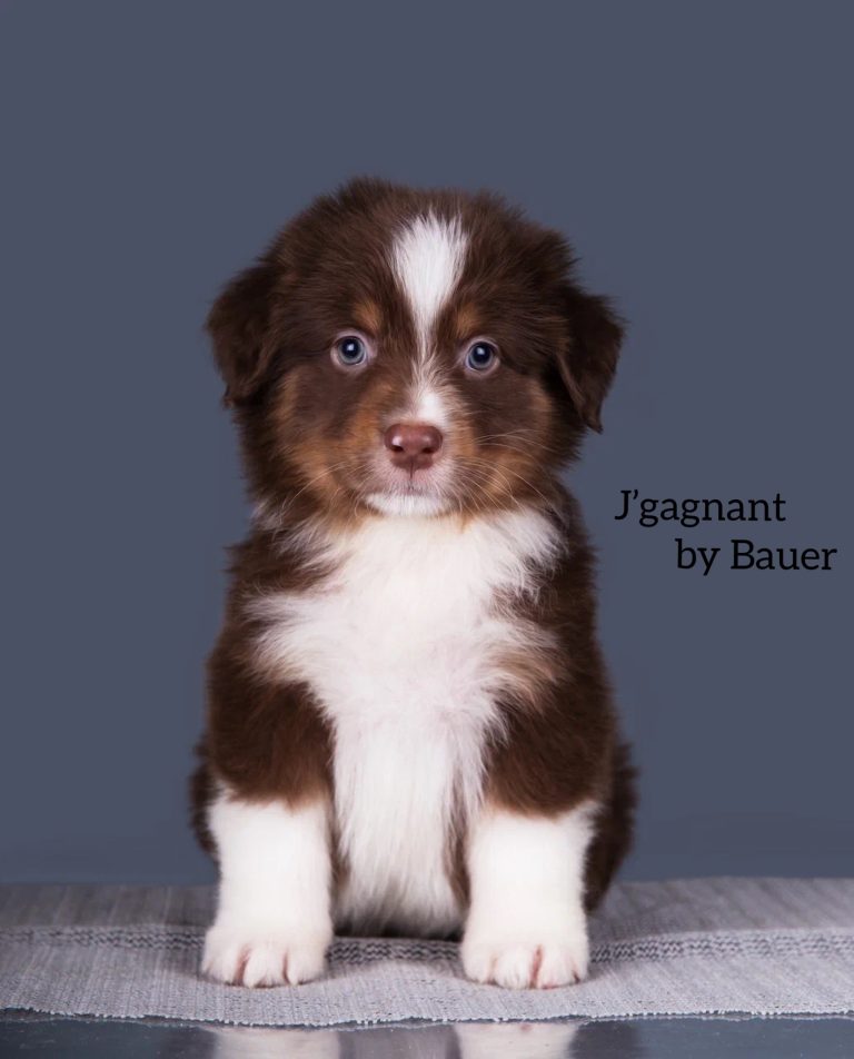 J’gagnant by Bauer