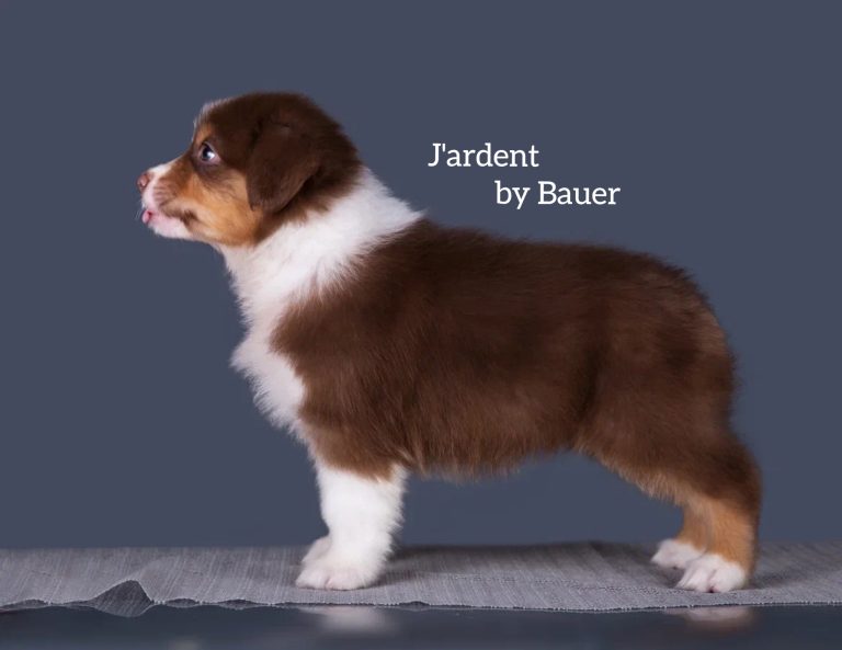 J’ardent by Bauer ~