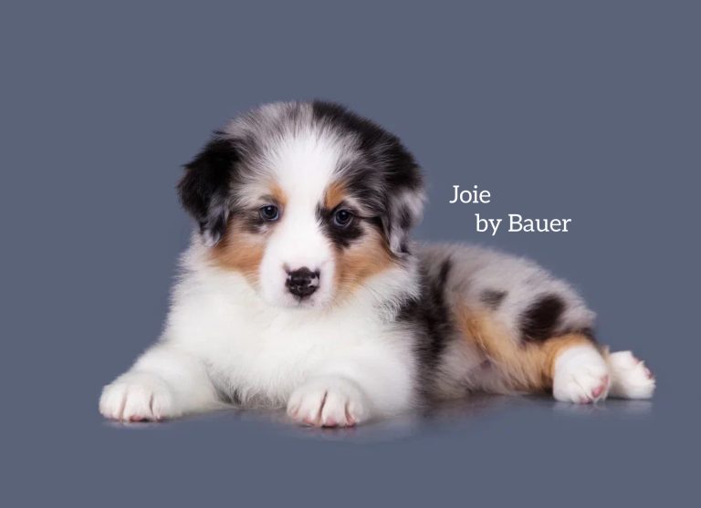 Joie by Bauer ~ РАДА