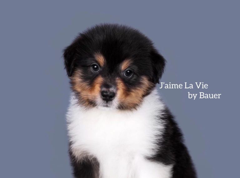 J’aime La Vie by Bauer ~ ХОЛЛИ