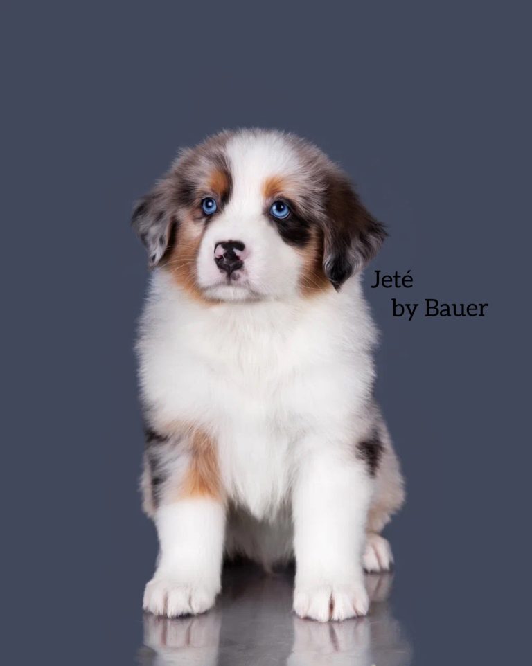 Jeté by Bauer ~