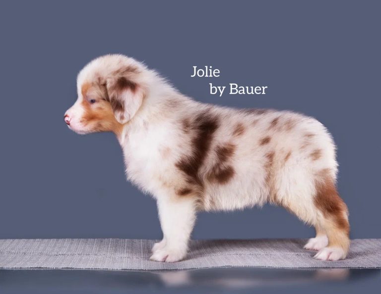 Jolie by Bauer ~