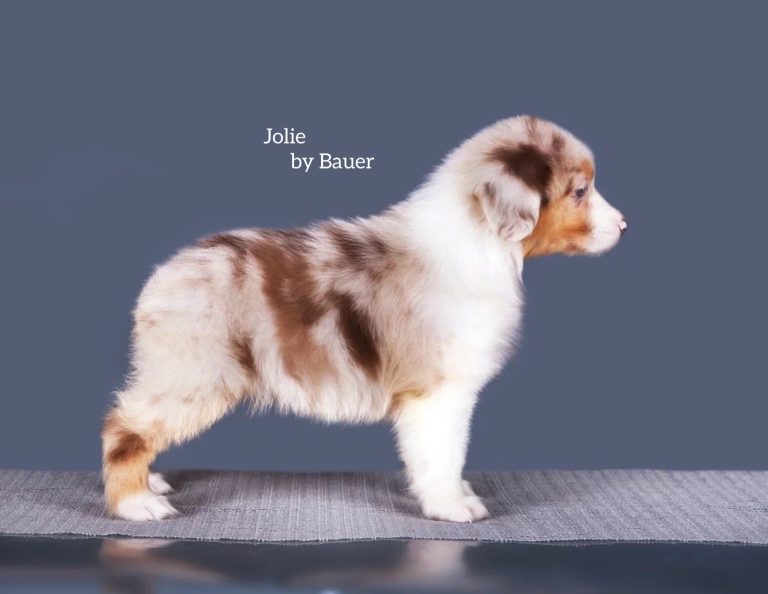 Jolie by Bauer ~