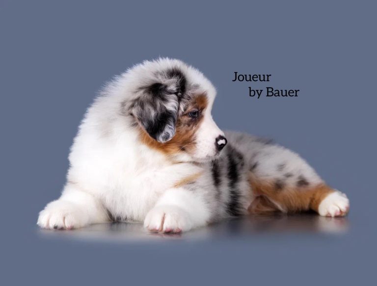 Joueur by Bauer~ РОК