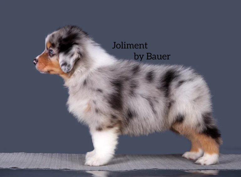 Joliment by Bauer ~ АТРЕЙ