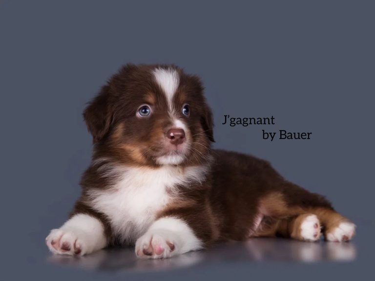 J’gagnant by Bauer