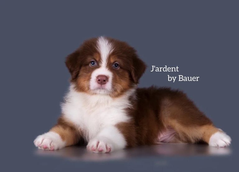 J’ardent by Bauer ~
