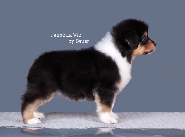 J’aime La Vie by Bauer ~ ХОЛЛИ