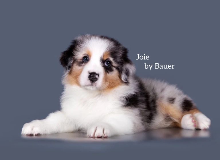 Joie by Bauer ~ РАДА