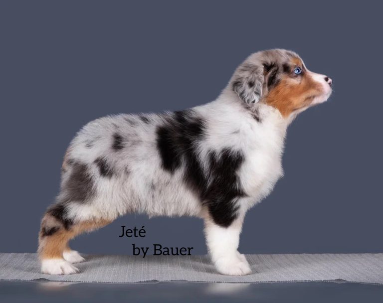 Jeté by Bauer ~