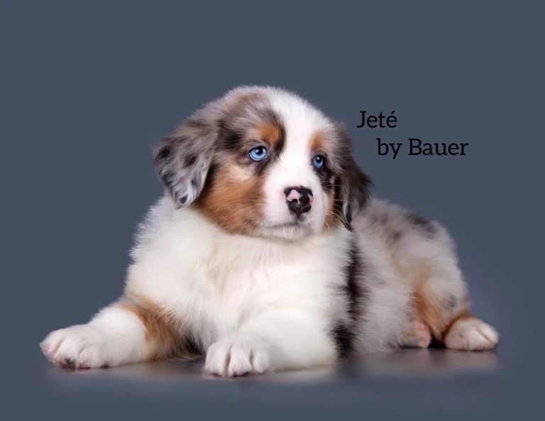 Jeté by Bauer ~