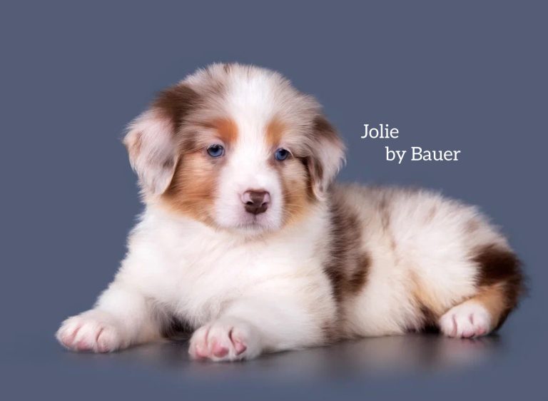 Jolie by Bauer ~