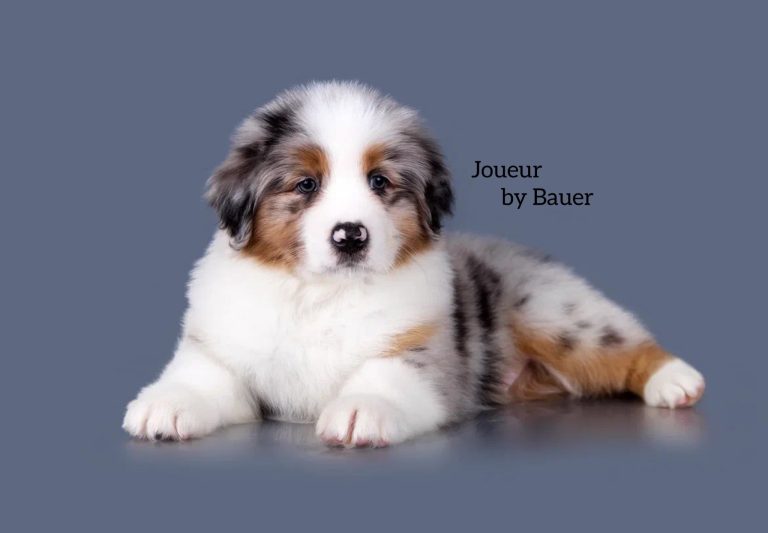 Joueur by Bauer~ РОК
