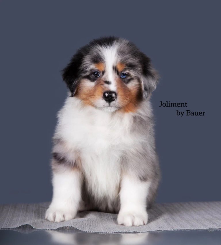 Joliment by Bauer ~ АТРЕЙ