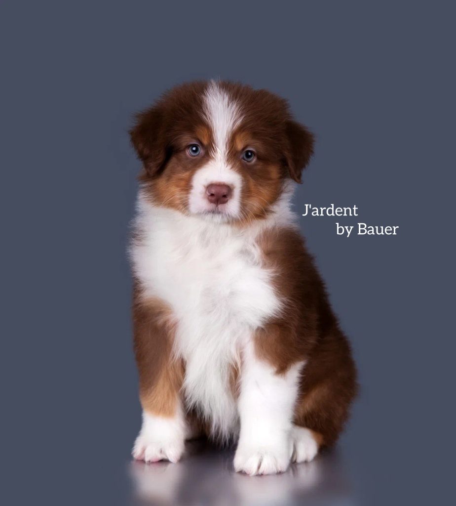 Щенок J’ardent by Bauer ~, Австралийская овчарка, окрас красный триколор