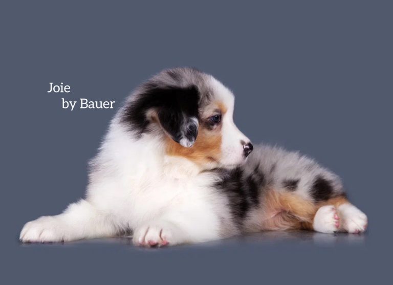 Joie by Bauer ~ РАДА