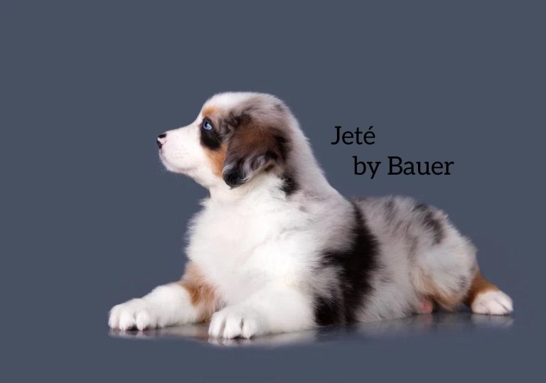 Jeté by Bauer ~