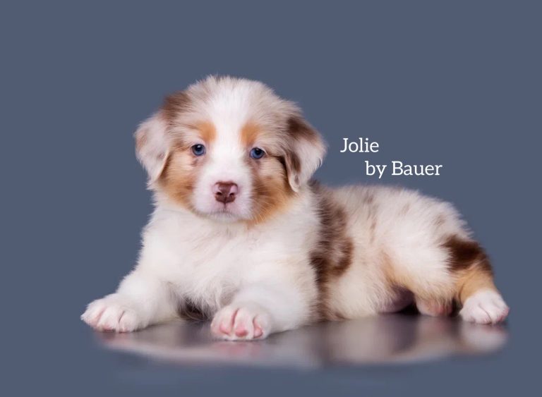Jolie by Bauer ~
