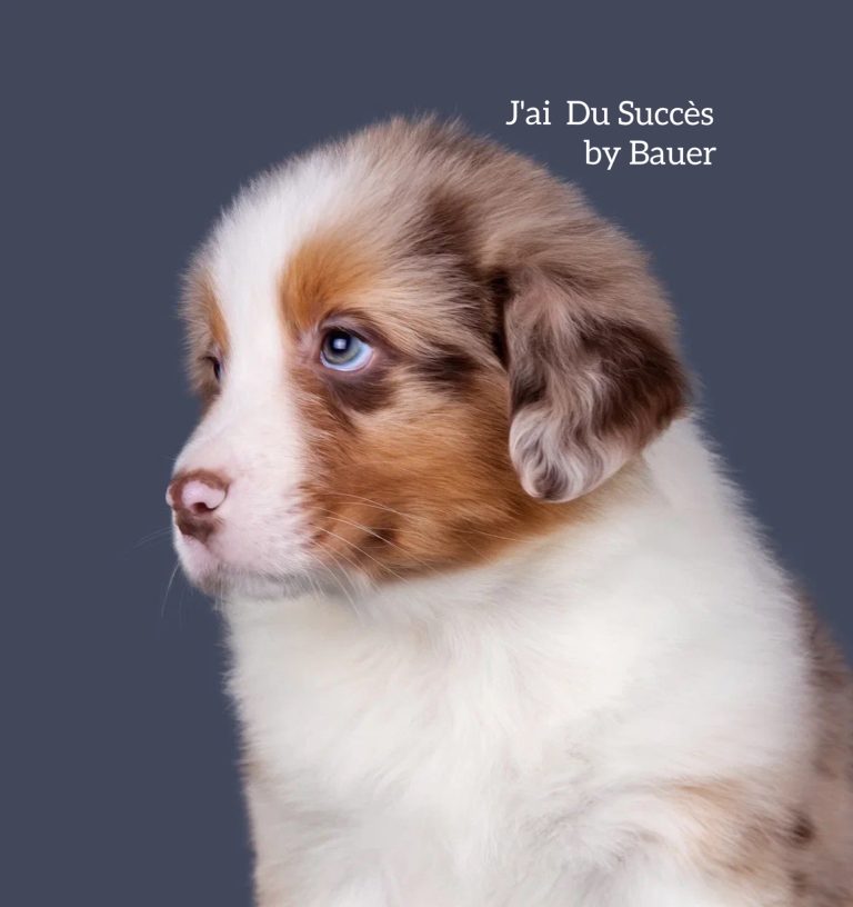 J’ai Du Succès by Bauer ~ МЕРСИ