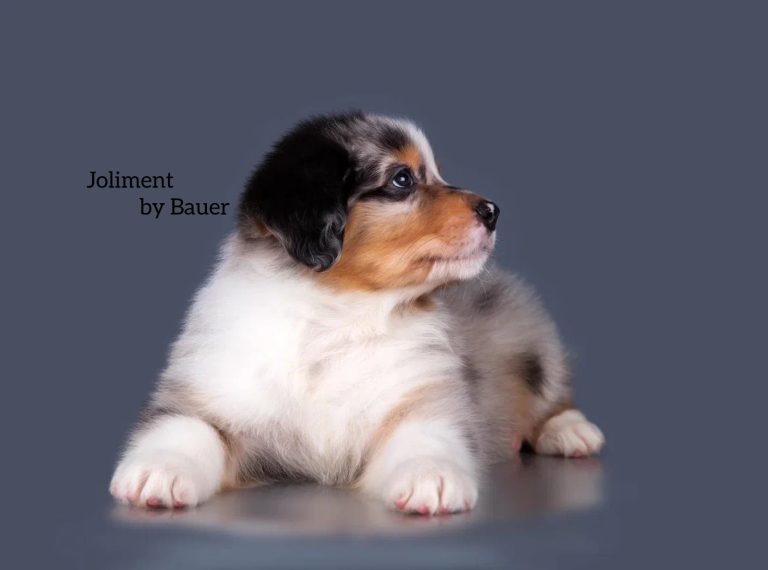 Joliment by Bauer ~ АТРЕЙ