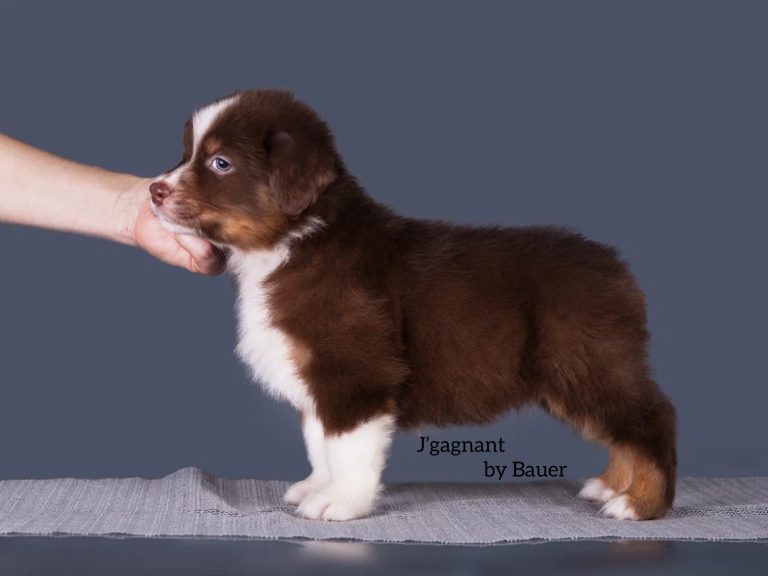 J’gagnant by Bauer