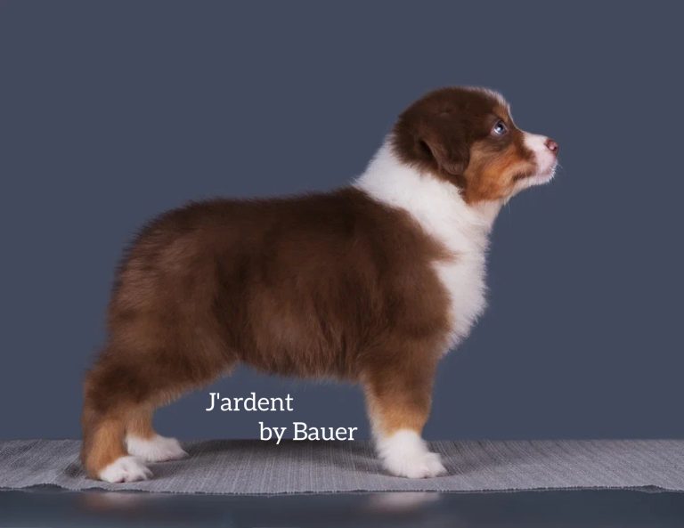 J’ardent by Bauer ~