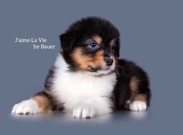 J’aime La Vie by Bauer ~ ХОЛЛИ