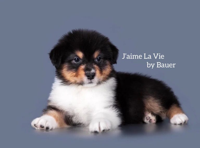 J’aime La Vie by Bauer ~ ХОЛЛИ