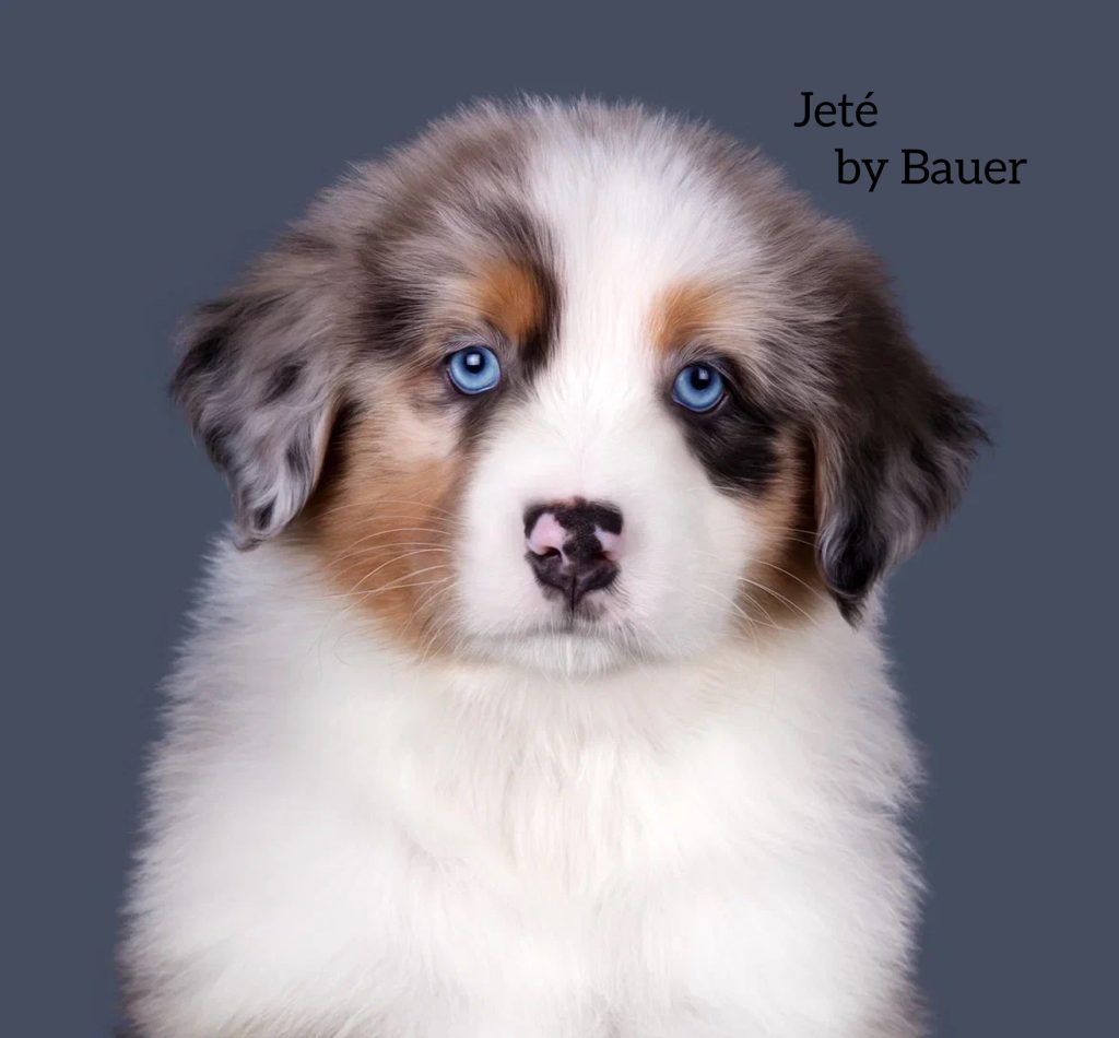 Щенок Jeté by Bauer ~, Австралийская овчарка, окрас голубой мрамор