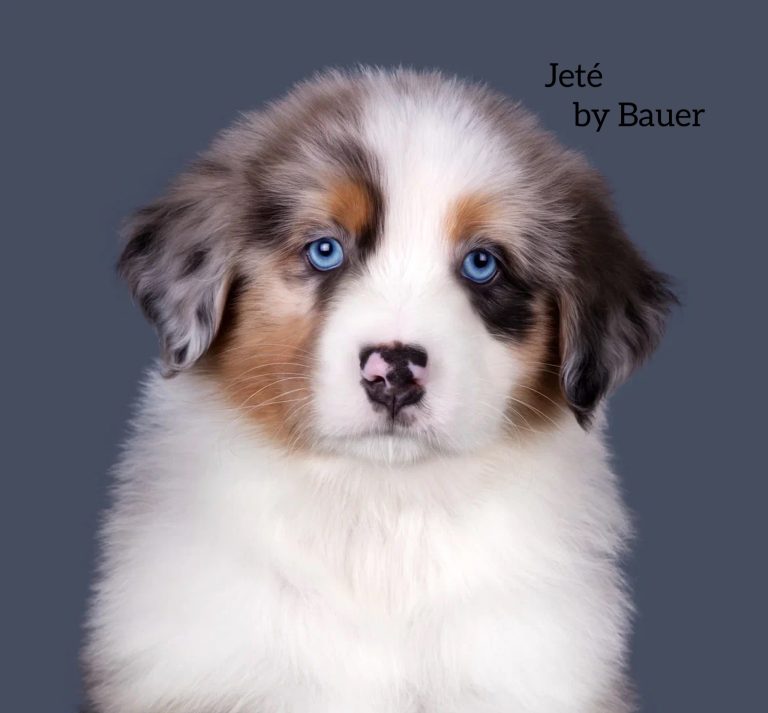 Jeté by Bauer ~