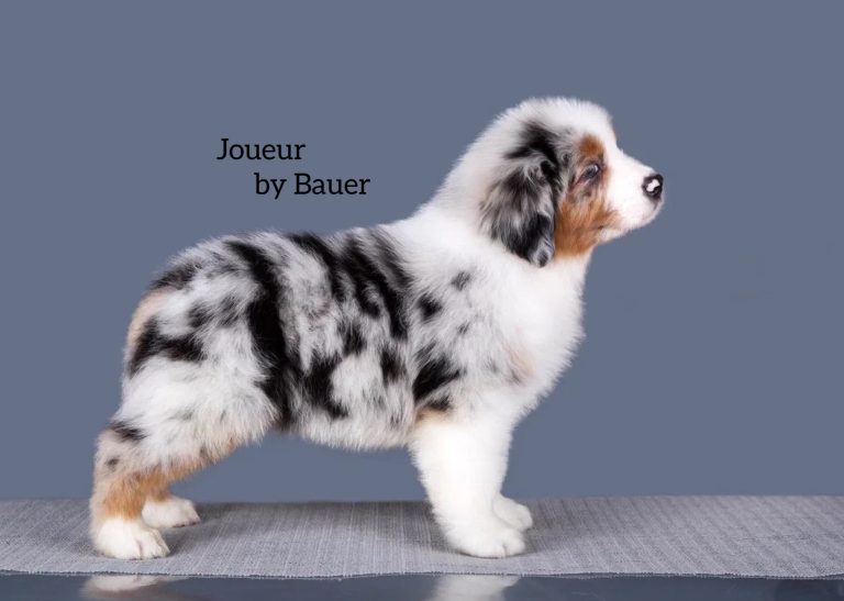 Joueur by Bauer~ РОК