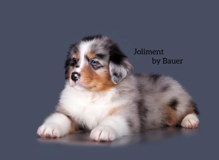 Joliment by Bauer ~ АТРЕЙ
