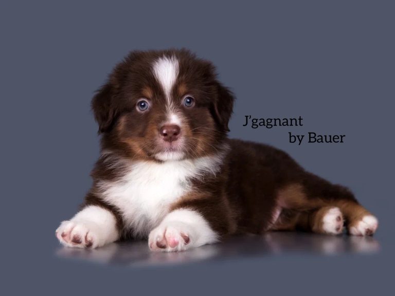 J’gagnant by Bauer