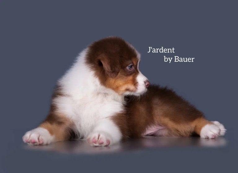 J’ardent by Bauer ~