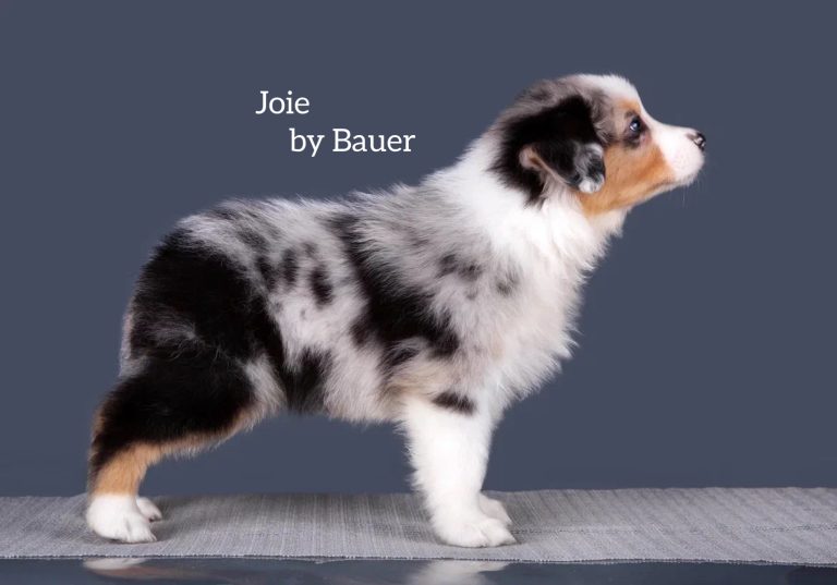 Joie by Bauer ~ РАДА