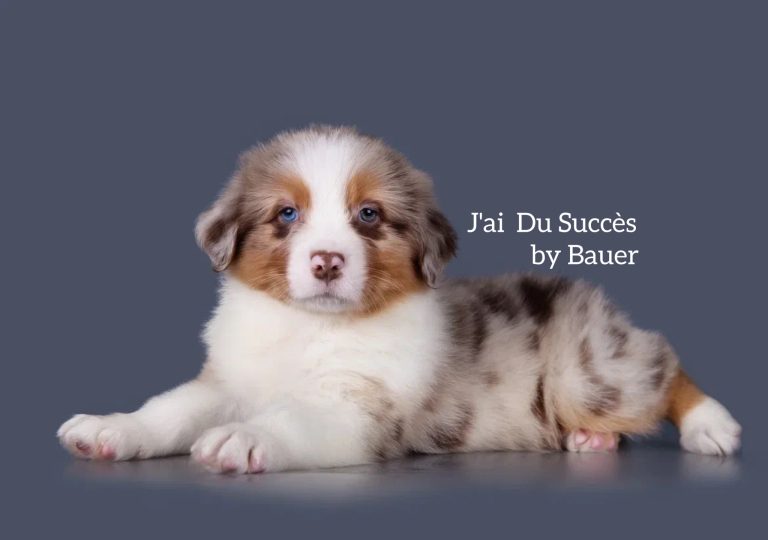J’ai Du Succès by Bauer ~ МЕРСИ