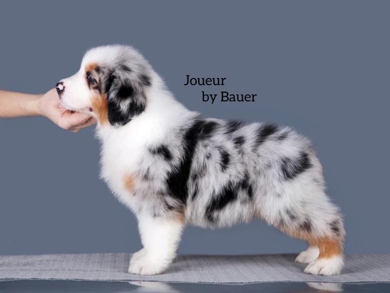 Joueur by Bauer~ РОК