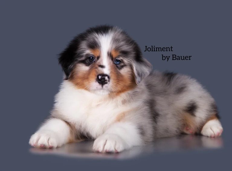 Joliment by Bauer ~ АТРЕЙ
