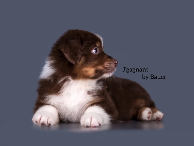 J’gagnant by Bauer