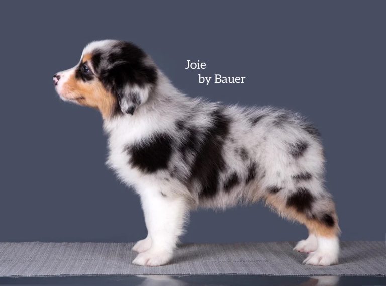 Joie by Bauer ~ РАДА