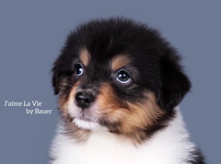 J’aime La Vie by Bauer ~ ХОЛЛИ