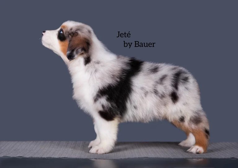 Jeté by Bauer ~