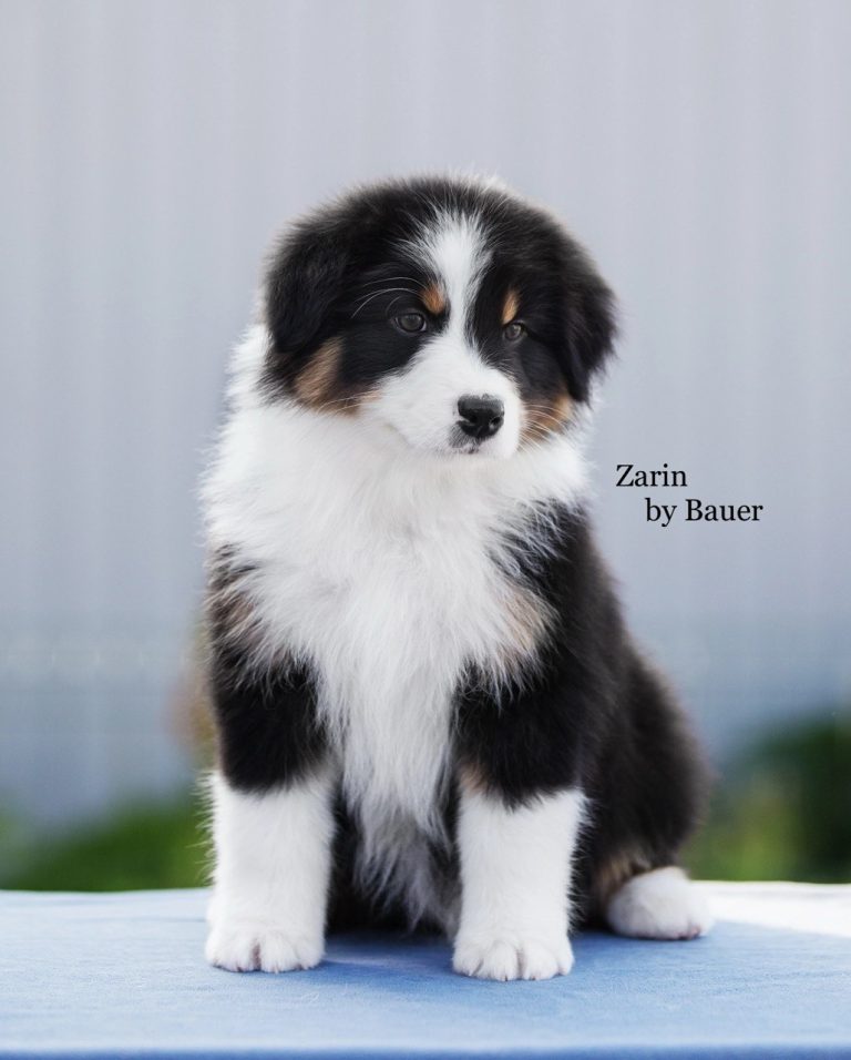 Zarin by Bauer ~