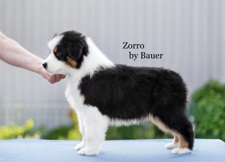 Zorro by Bauer ~ ЗОРРО