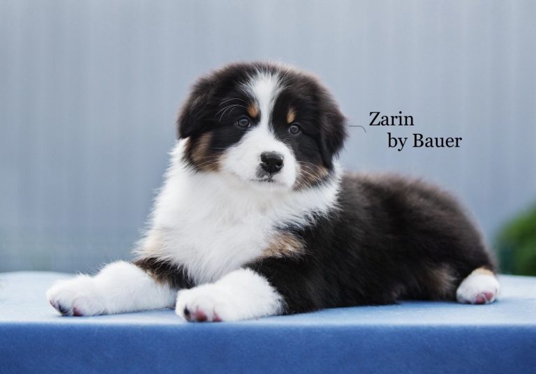 Zarin by Bauer ~