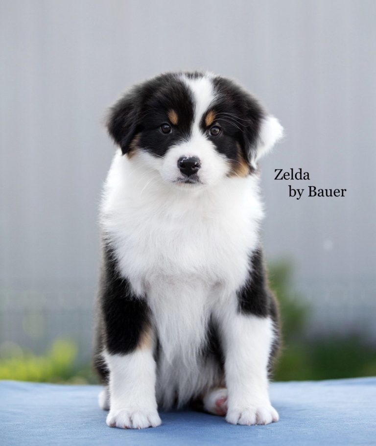 Zelda by Bauer ~