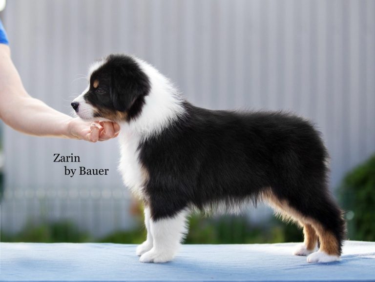 Zarin by Bauer ~