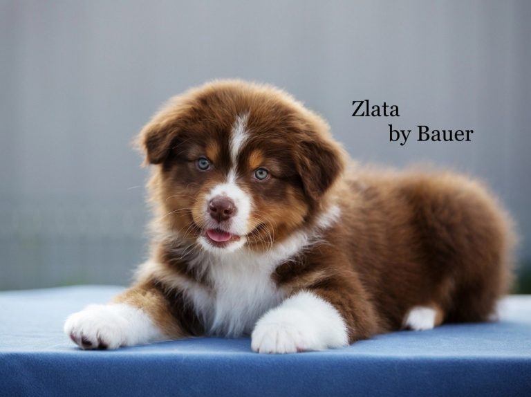 Zlata by Bauer ~