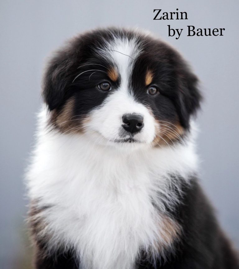Zarin by Bauer ~